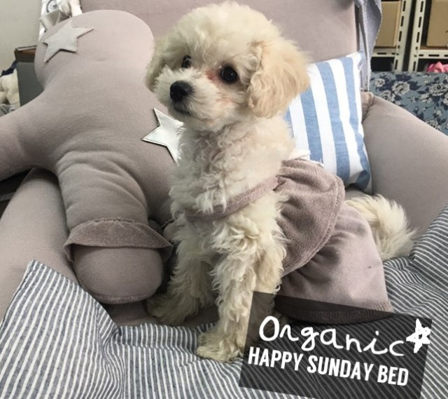 Louisdog（ルイスドッグ）犬用ベッド Organic Happy Sunday Bed オーガニック ハッピー サンデー ベッド