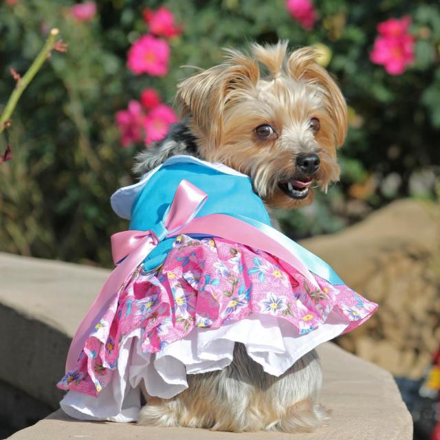 Doggie Design（ドギーデザイン）Pink and Blue Plumeria Floral Dog Dress ピンク ブルー プルメリア フローラル ドレス