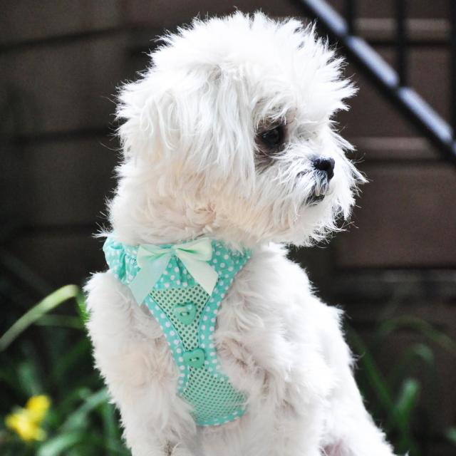 Doggie Design（ドギーデザイン）American River Harness Teal Polka Dot アメリカン リバー ハーネス ティール ポルカドット