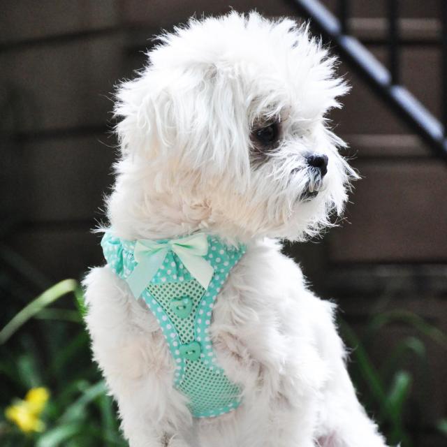 Doggie Design（ドギーデザイン）American River Harness Teal Polka Dot アメリカン リバー ハーネス ティール ポルカドット